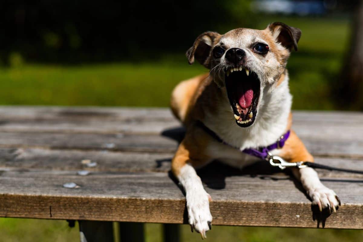 A small dog snarls with its mouth open while lying on a wooden picnic table outdoors.