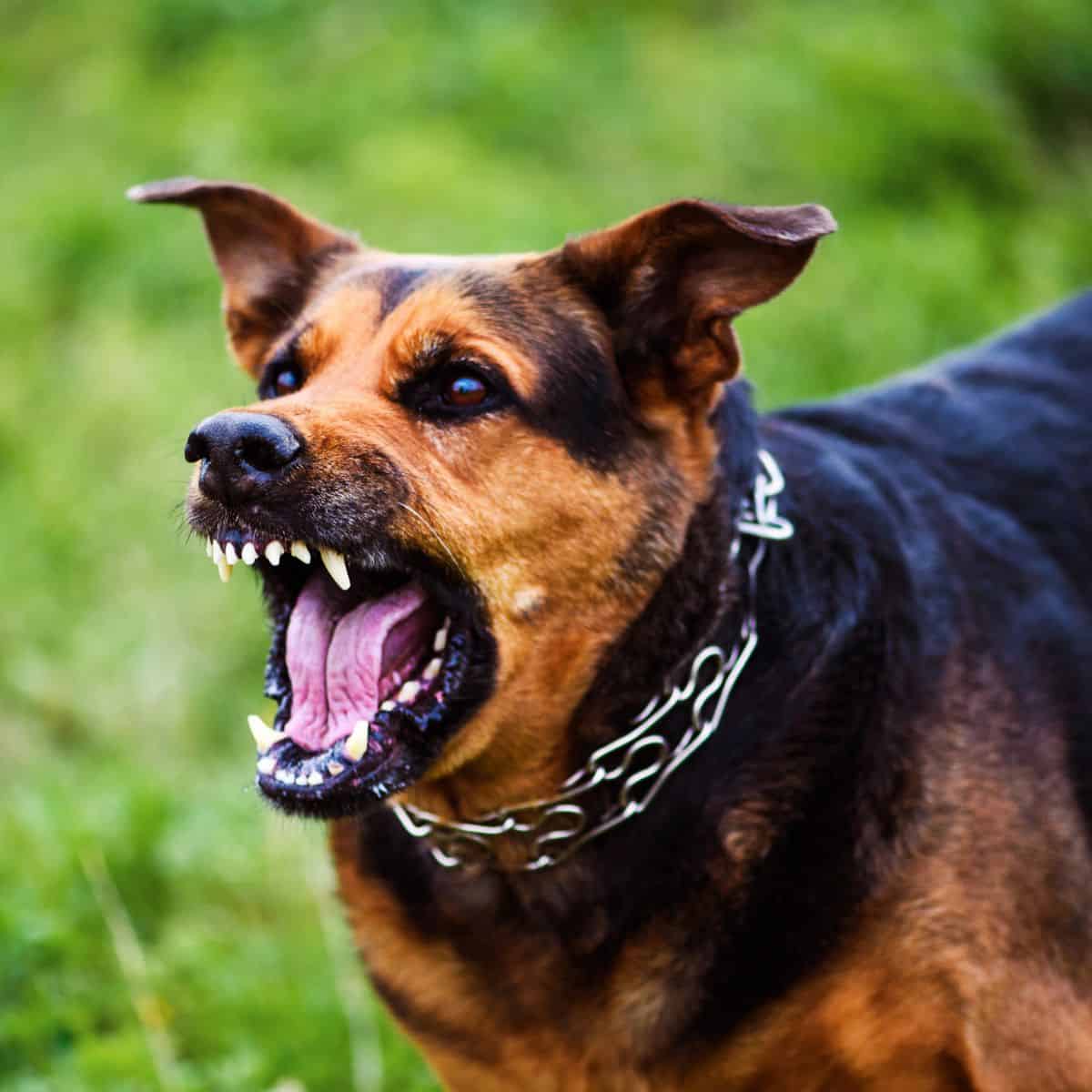 A dog bares its teeth and growls while standing outdoors in the grass, wearing a chain collar.