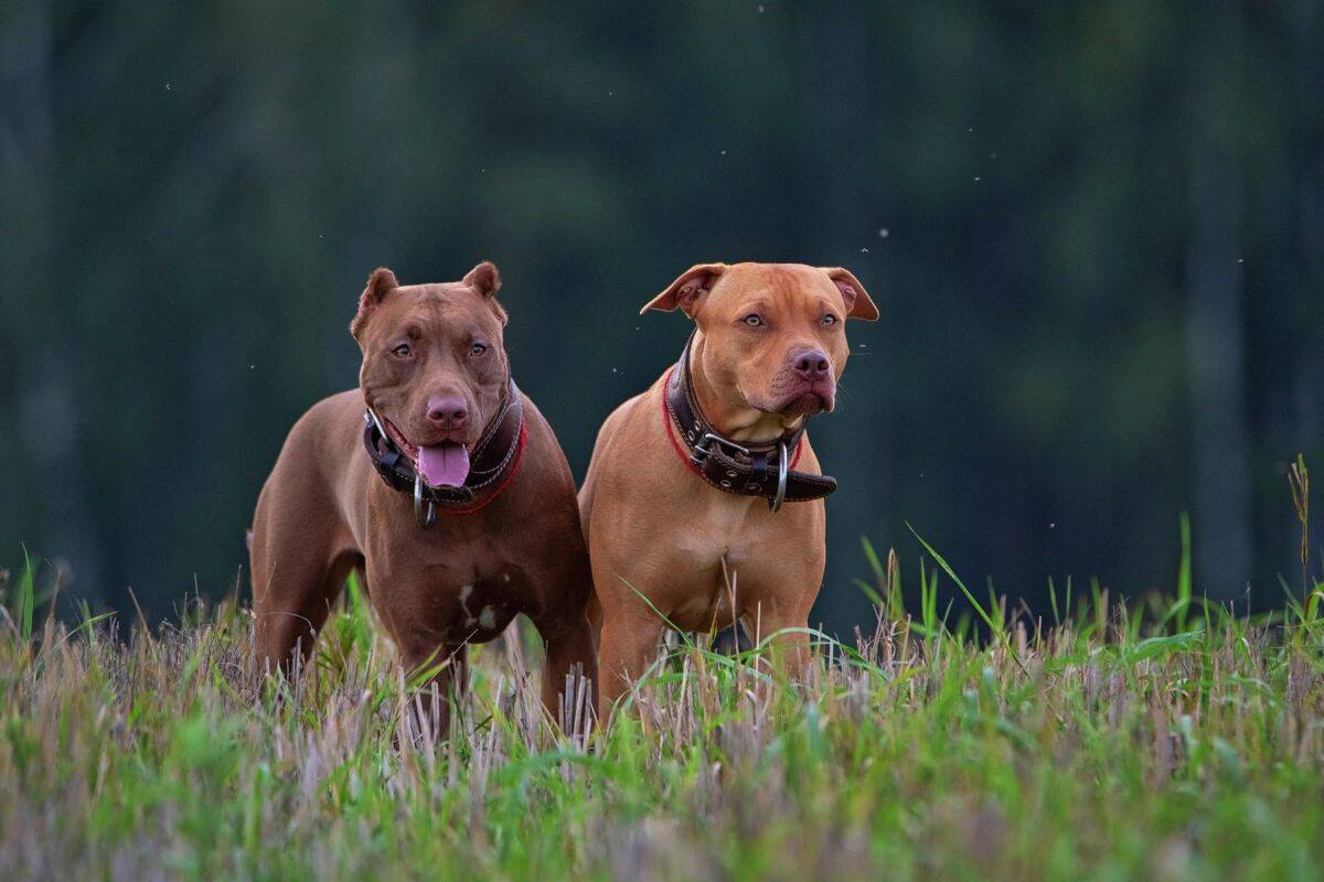 Two muscular dogs wearing collars stand alert in a grassy field with a forested background.