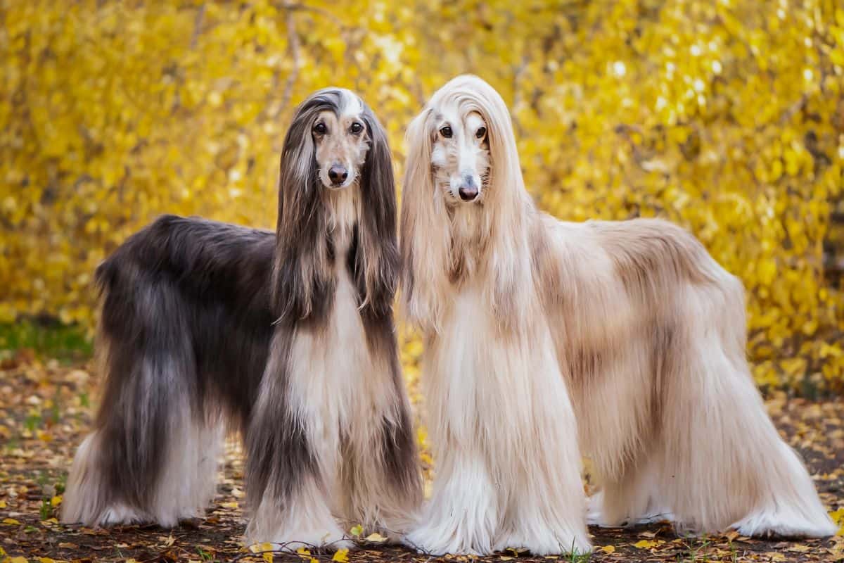 Two elegant Afghan Hounds with long flowing coats stand side by side among golden autumn leaves.