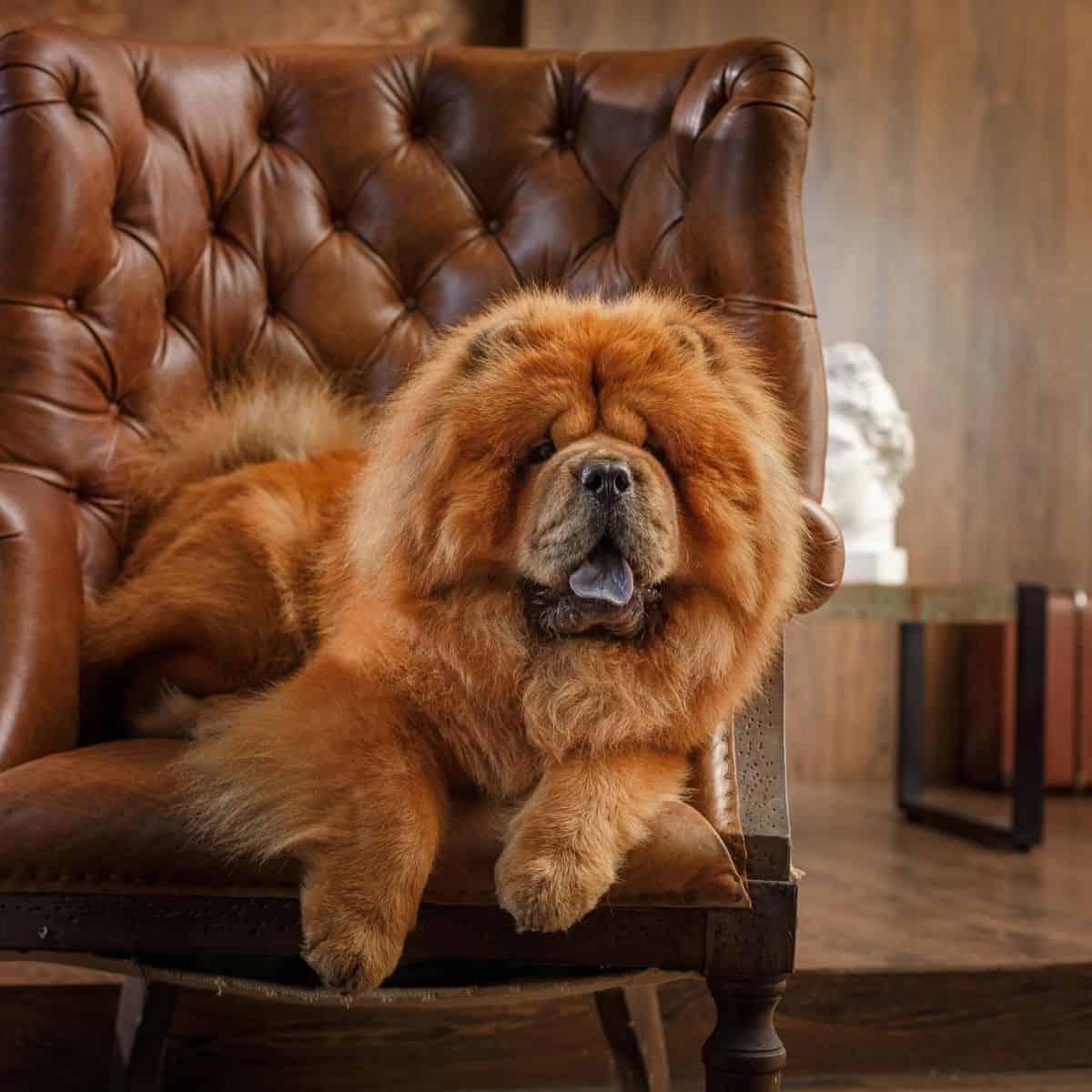 A fluffy Chow Chow relaxes on a brown leather armchair in a warm, inviting room.