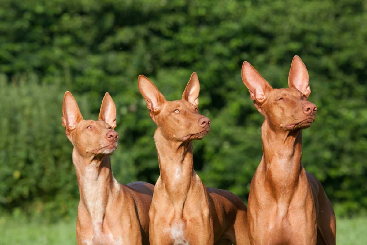 Three Pharaoh Hounds stand side by side outdoors, looking alert in the same direction.