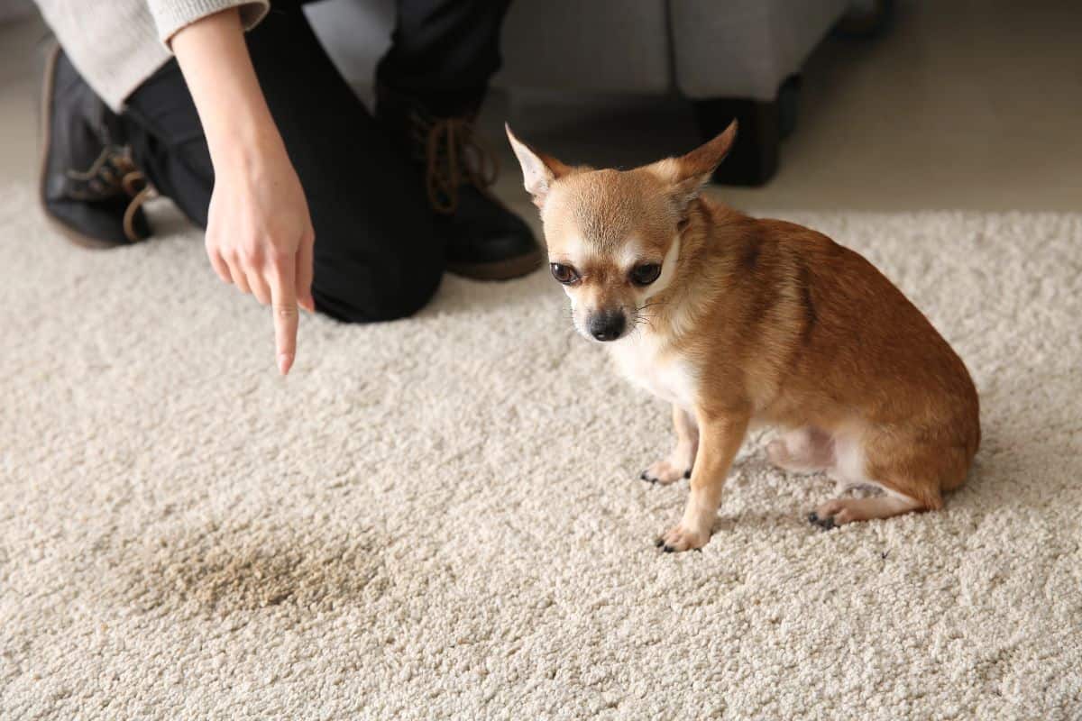 A small dog sits on a carpet next to a visible urine stain while a person points at the spot.
