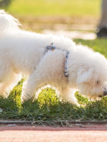 A small white fluffy dog in a harness sniffs the grass during a sunny outdoor walk.