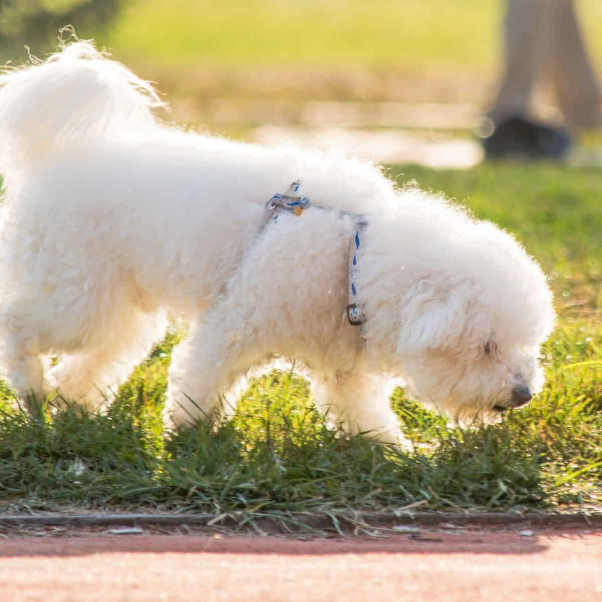 A small white fluffy dog in a harness sniffs the grass during a sunny outdoor walk.