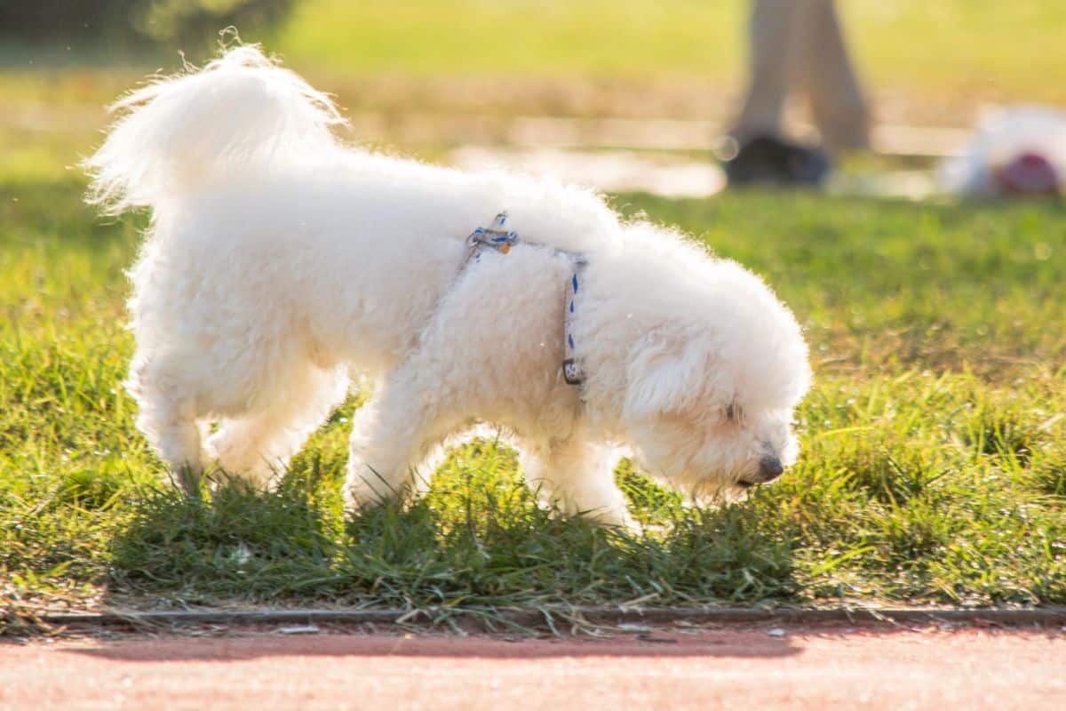 A small fluffy white dog wearing a harness sniffs the grass while walking outdoors on a sunny day.
