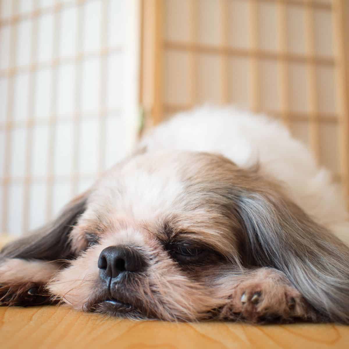 Small dog stretched out on a wooden floor, resting indoors with eyes closed.