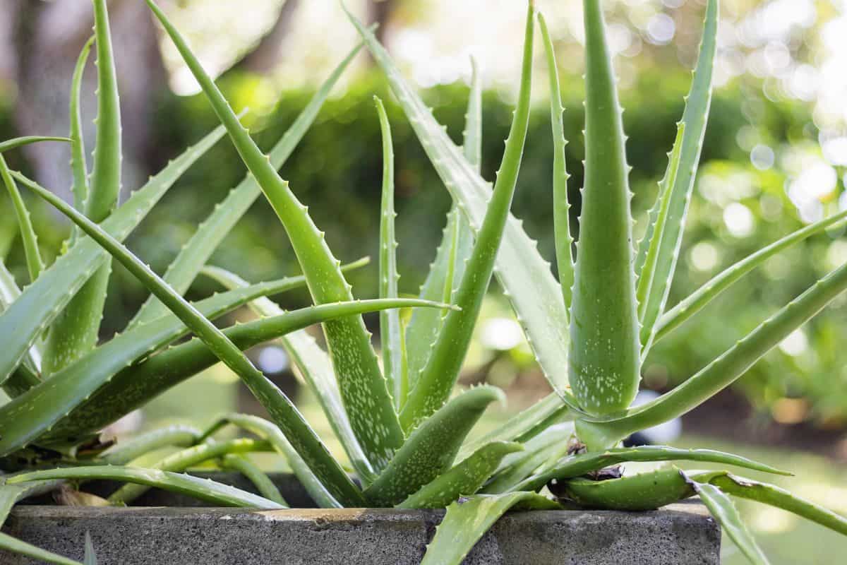 Close-up of aloe vera plants with spiky green leaves growing outdoors in a planter.