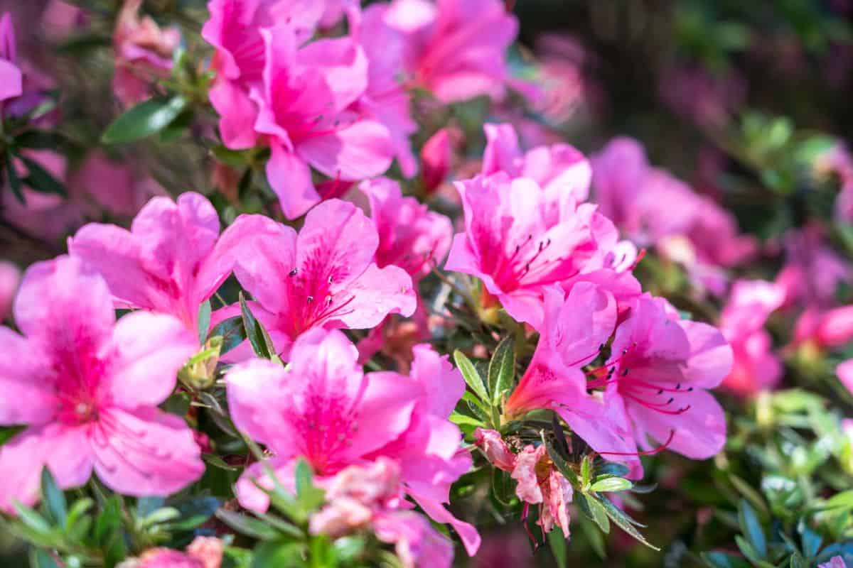 Bright pink azalea flowers in full bloom with green foliage in a garden setting.