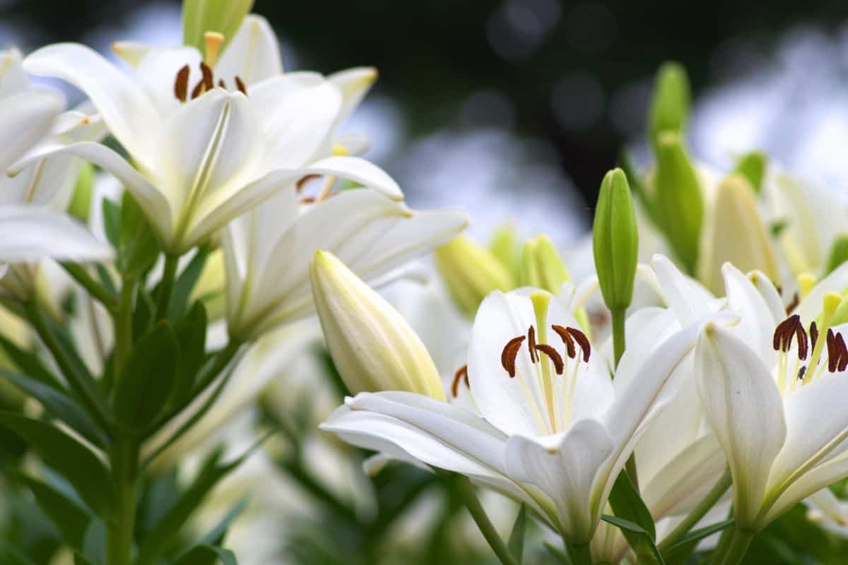 White lilies in bloom with visible stamens and unopened buds against a softly blurred garden background.