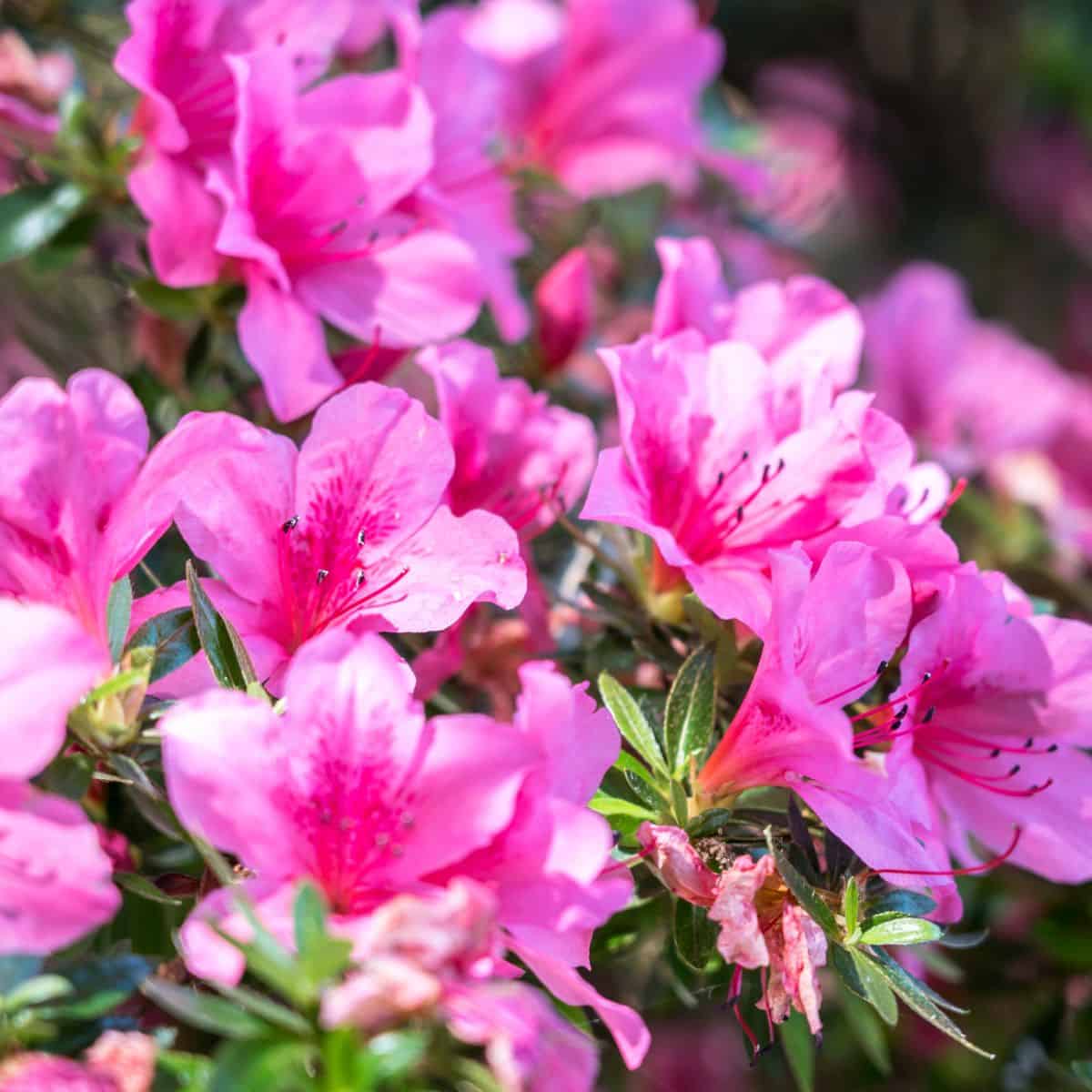 Vibrant pink azalea blossoms surrounded by lush green leaves in a garden.