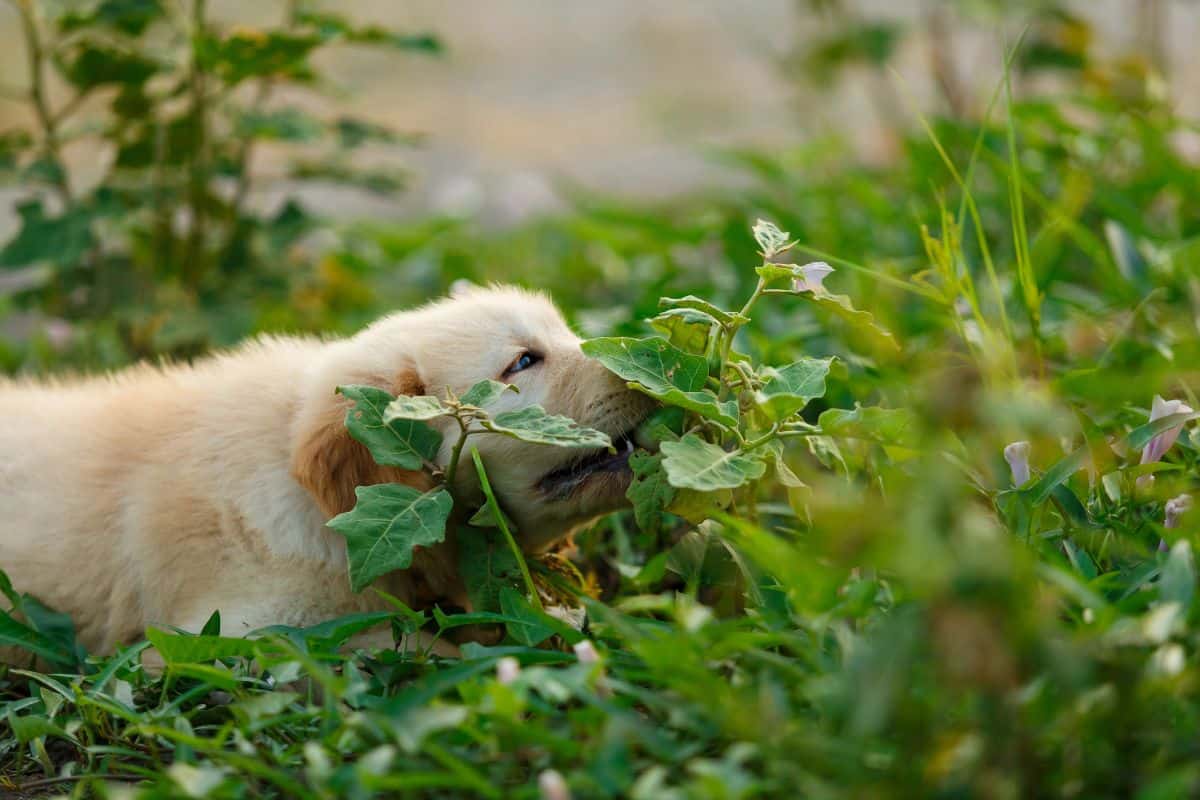 A golden retriever puppy bites green leaves while lying in a grassy outdoor area.
