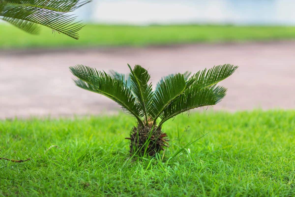 Young sago palm plant growing in green grass near a walkway outdoors.