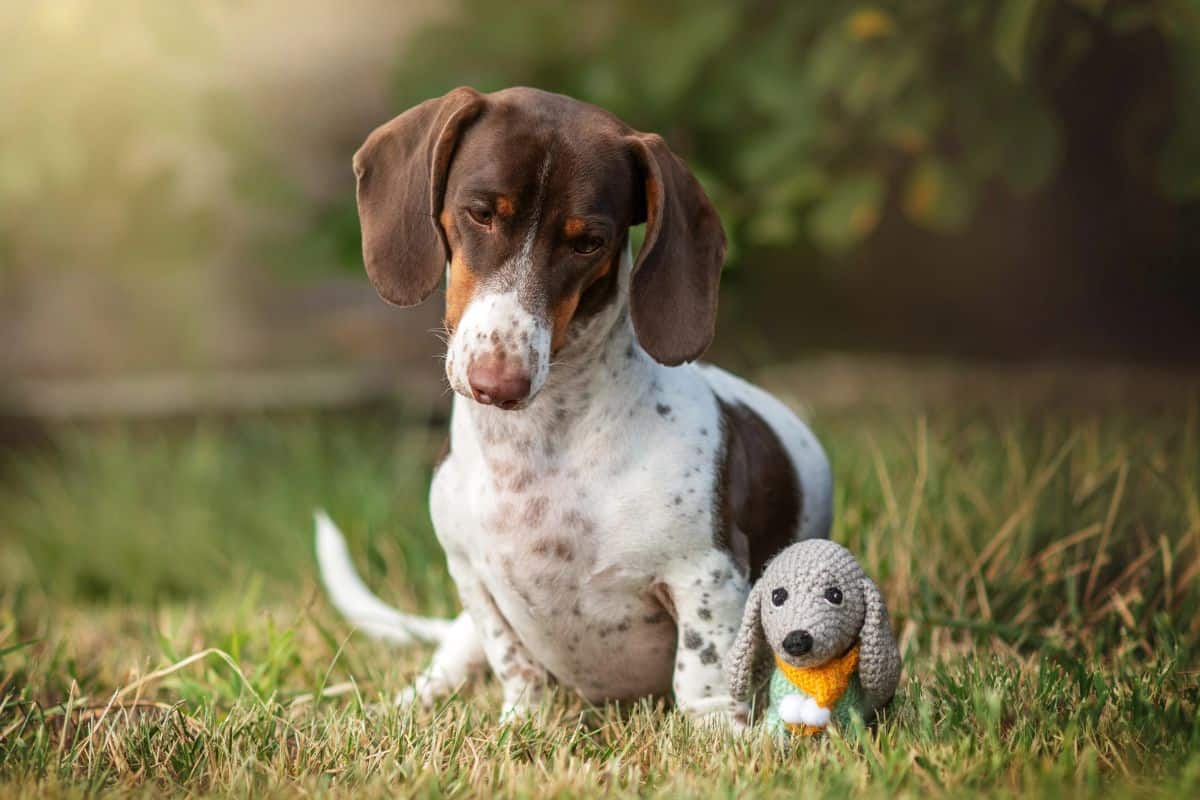 A brown-and-white dachshund sits on grass, looking down at a small knitted dog toy beside its paw.