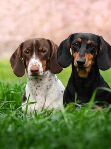 Two dachshunds sit together on green grass, one slightly larger than the other.