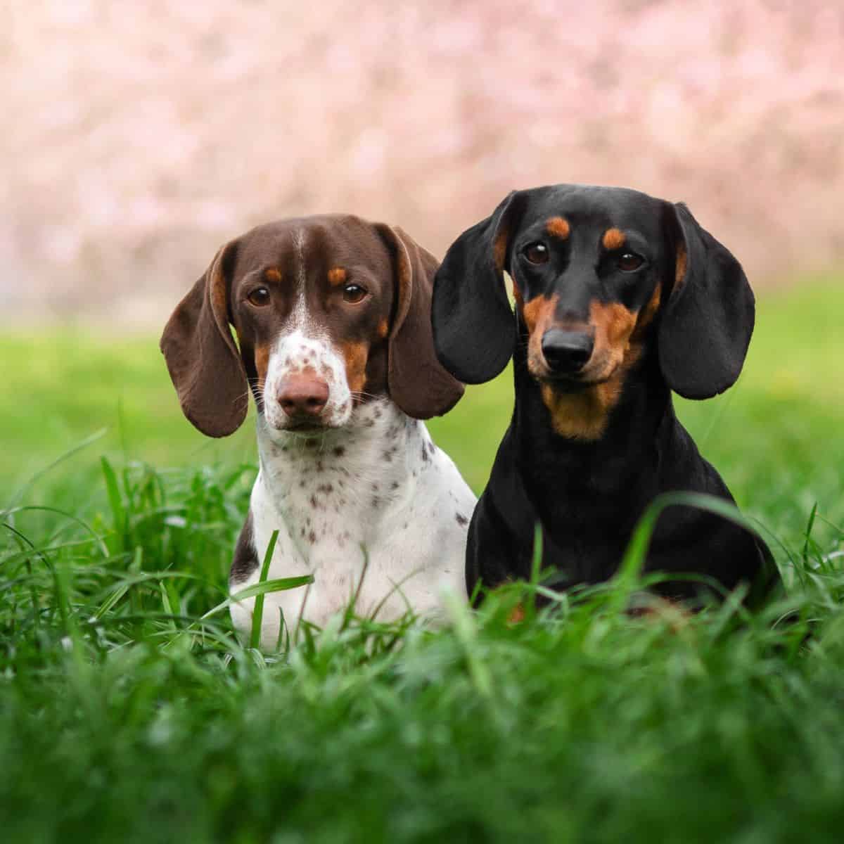 Two dachshunds sit together on green grass, one slightly larger than the other.