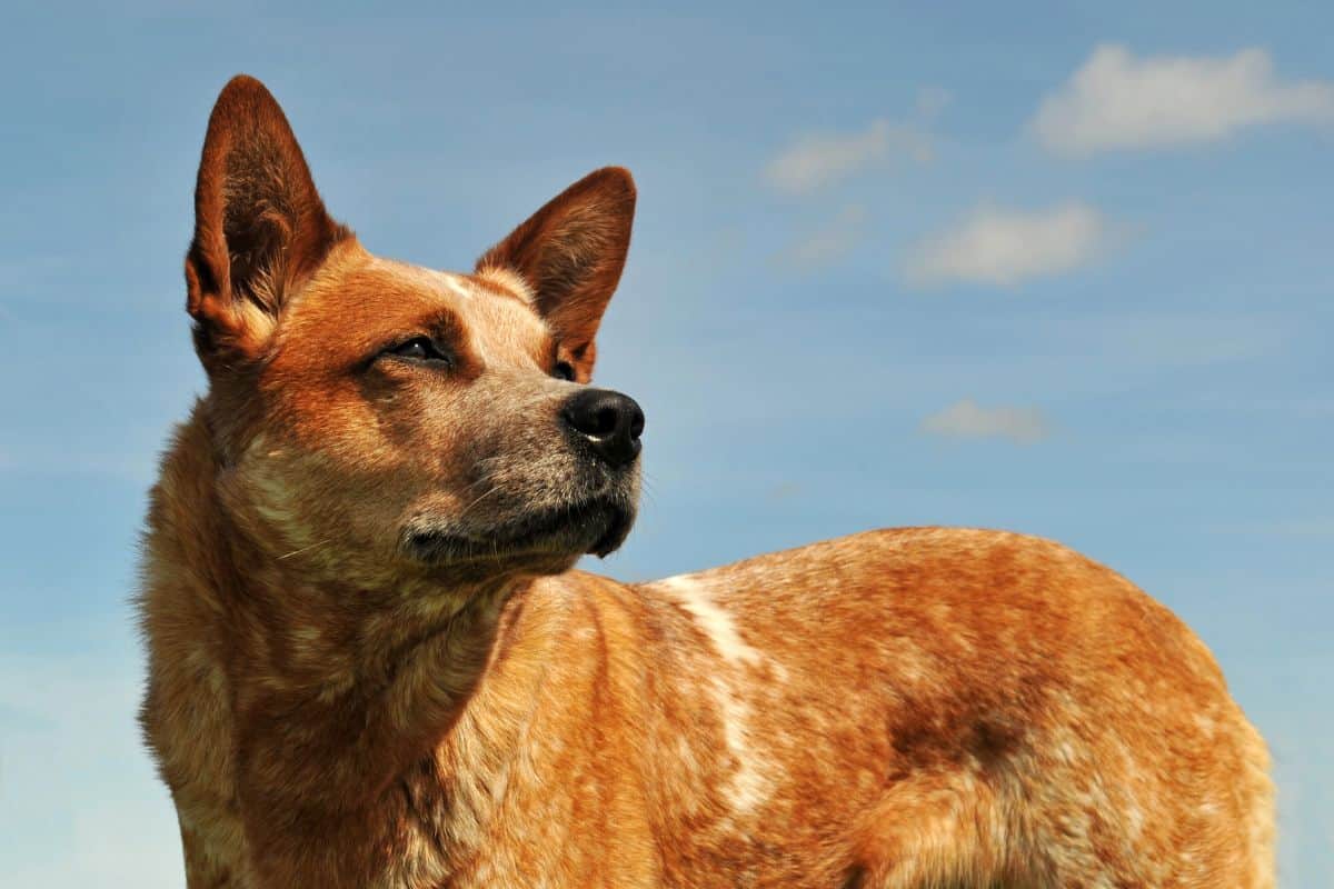 Australian Cattle Dog standing outdoors, looking alert against a blue sky.