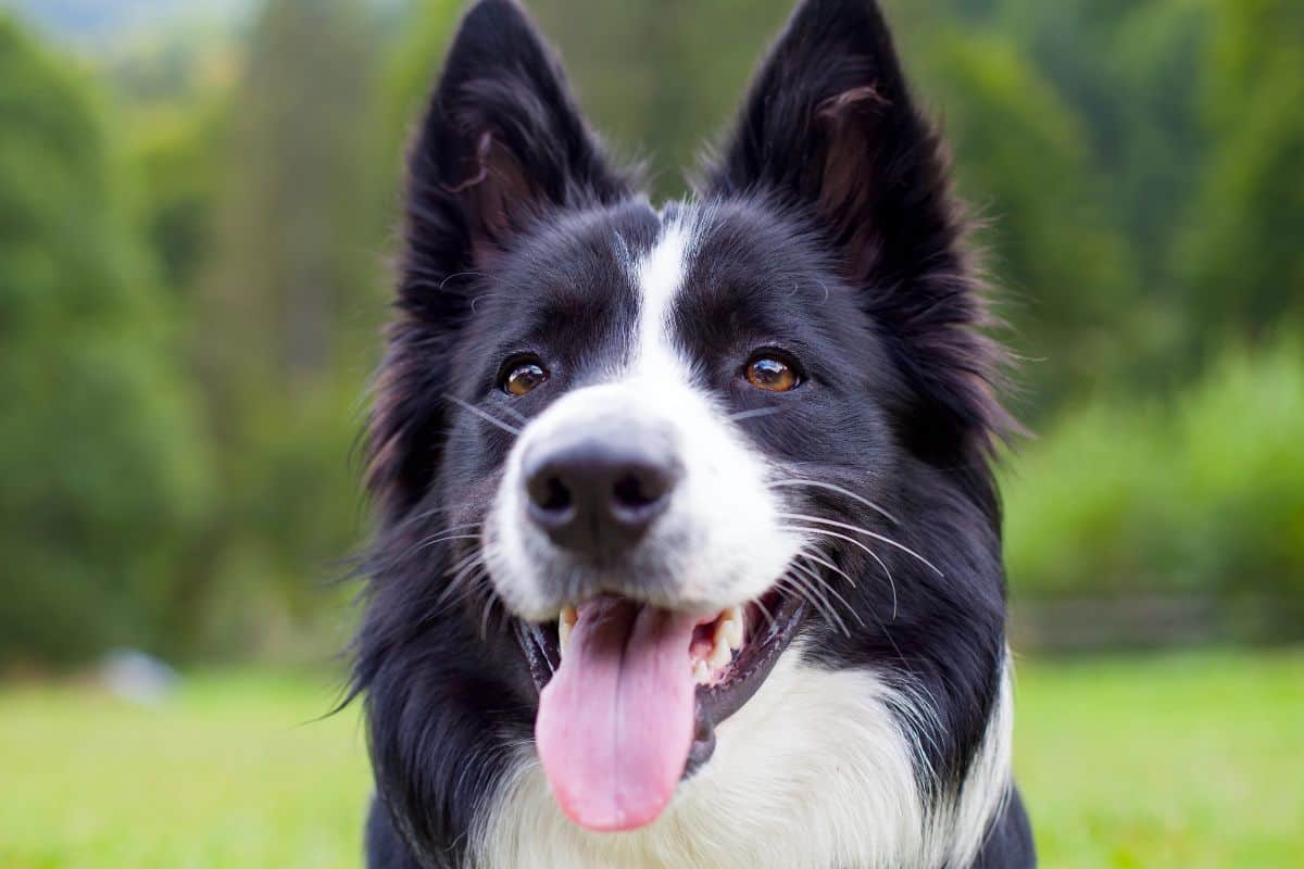 Border Collie outdoors with mouth open and tongue out, looking alert and happy.