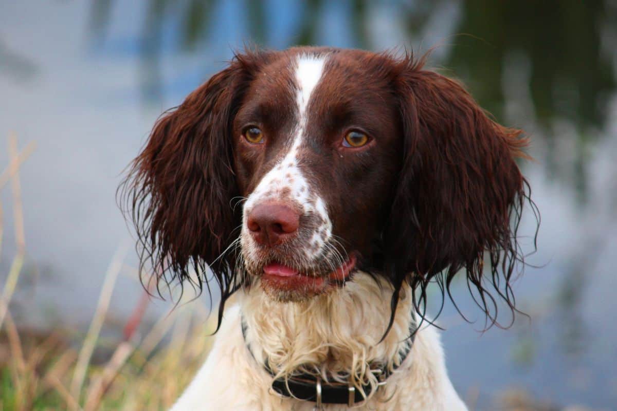 English Springer Spaniel with brown and white fur looking alert outdoors near water.