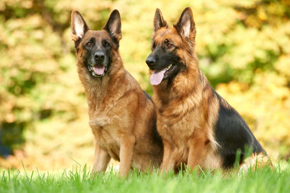 Two German Shepherd dogs sitting on grass with autumn foliage in the background.