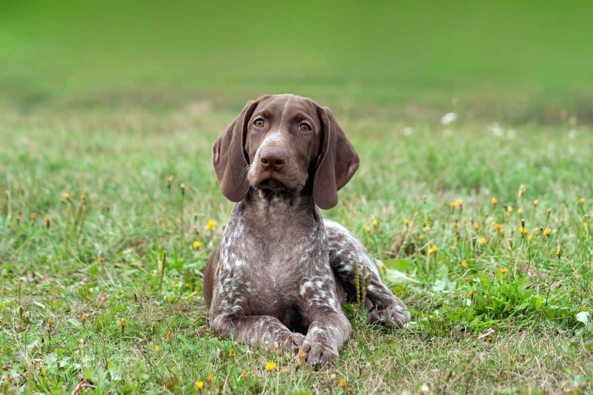 German Shorthaired Pointer lying on grass and looking alert outdoors.