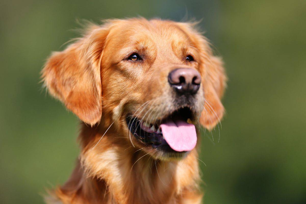 Golden Retriever outdoors with tongue out against a blurred green background.