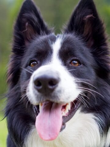 Border Collie outside with its tongue out, appearing alert, relaxed, and content.