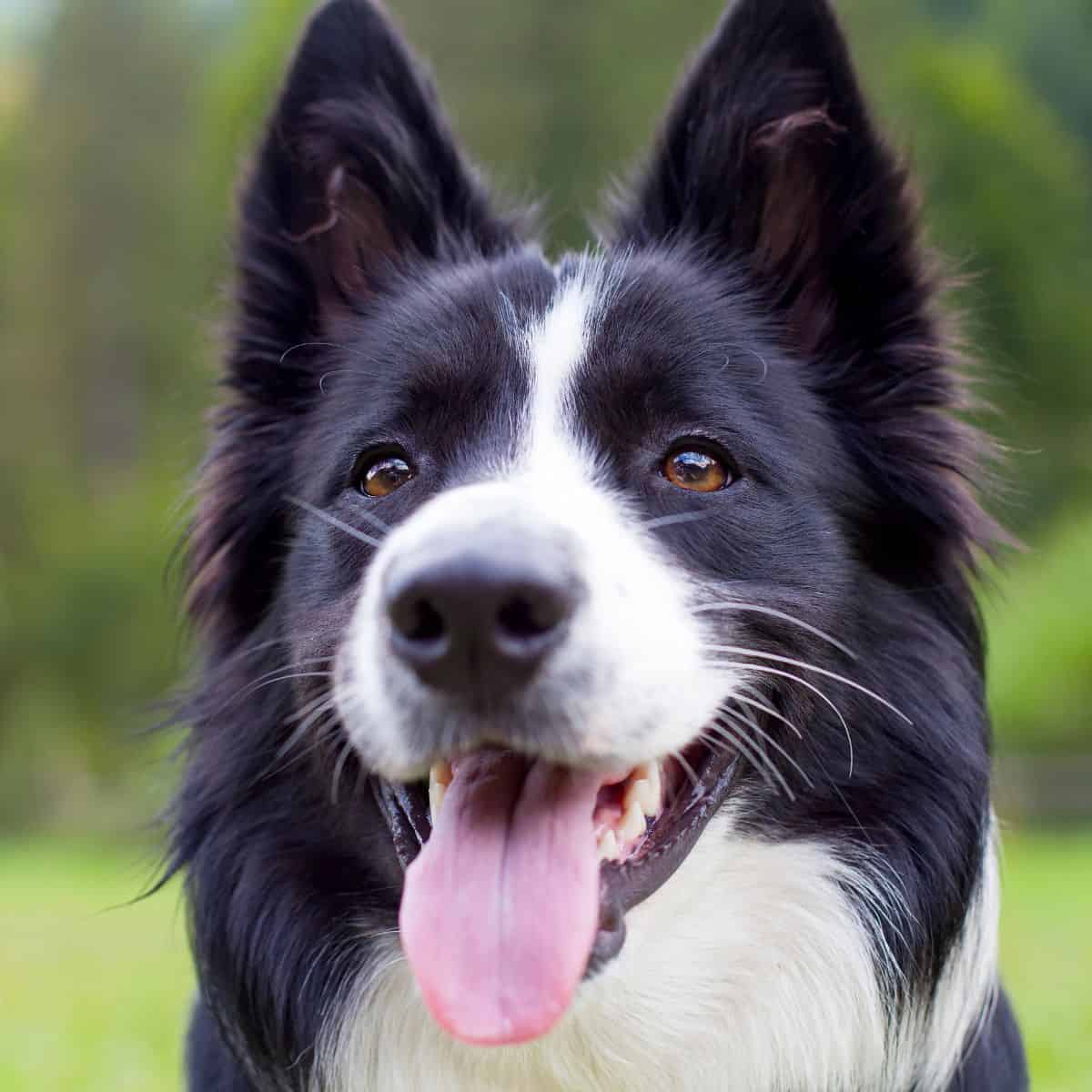 Border Collie outside with its tongue out, appearing alert, relaxed, and content.