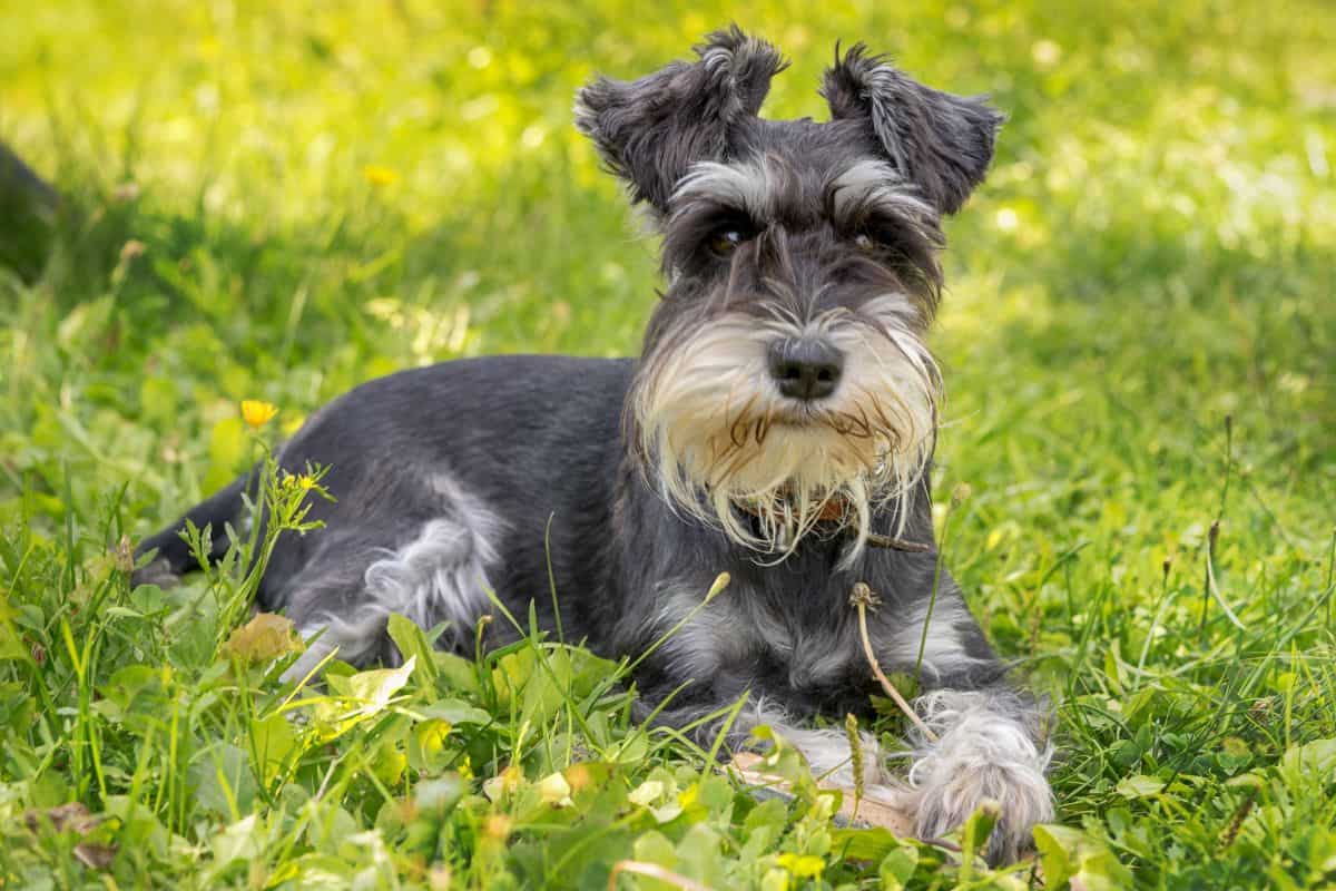 A gray Miniature Schnauzer with a bushy beard lies on green grass, looking toward the camera.