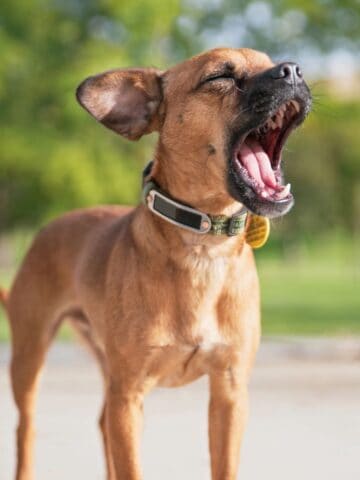 Brown dog with a collar yawns outdoors with its eyes closed.