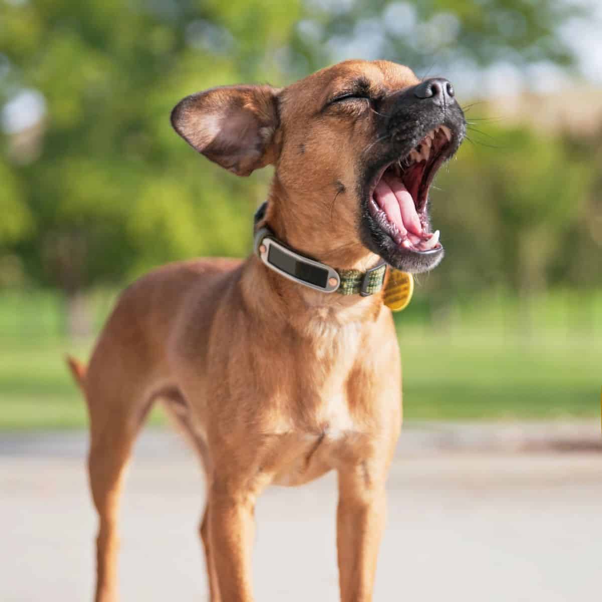 Brown dog with a collar yawns outdoors with its eyes closed.