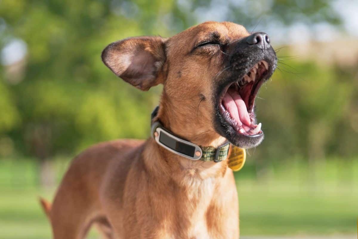 A brown dog wearing a collar opens its mouth wide outdoors with its eyes closed.