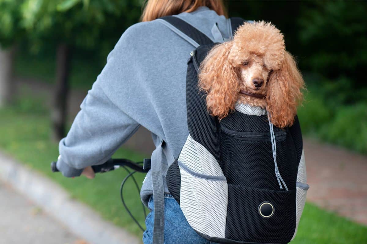 Curly-haired dog rides in a black backpack carrier worn by a cyclist on a tree-lined path.