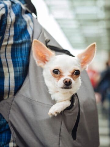 A small white dog looks out from a backpack carrier as its owner moves through a public area.