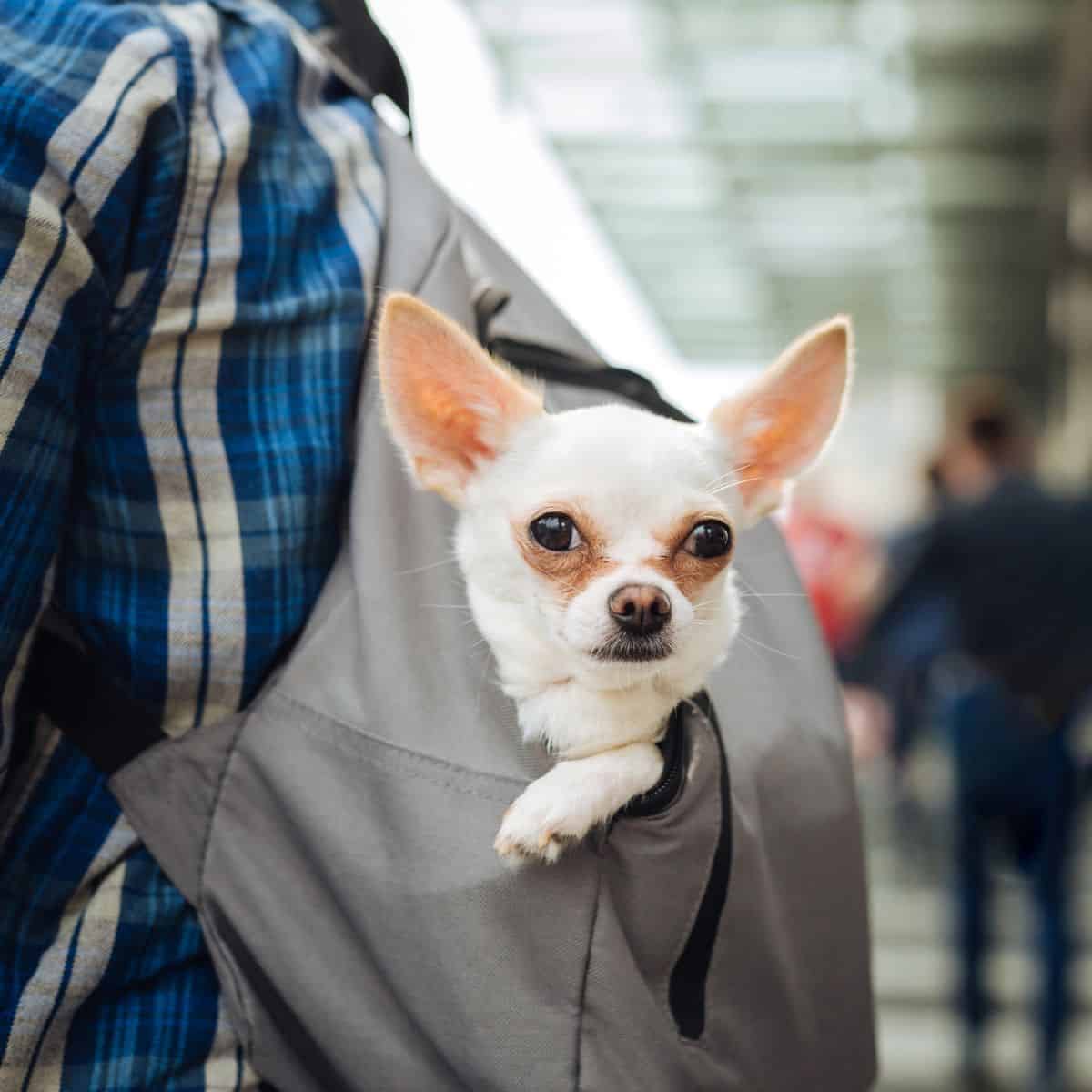 A small white dog looks out from a backpack carrier as its owner moves through a public area.