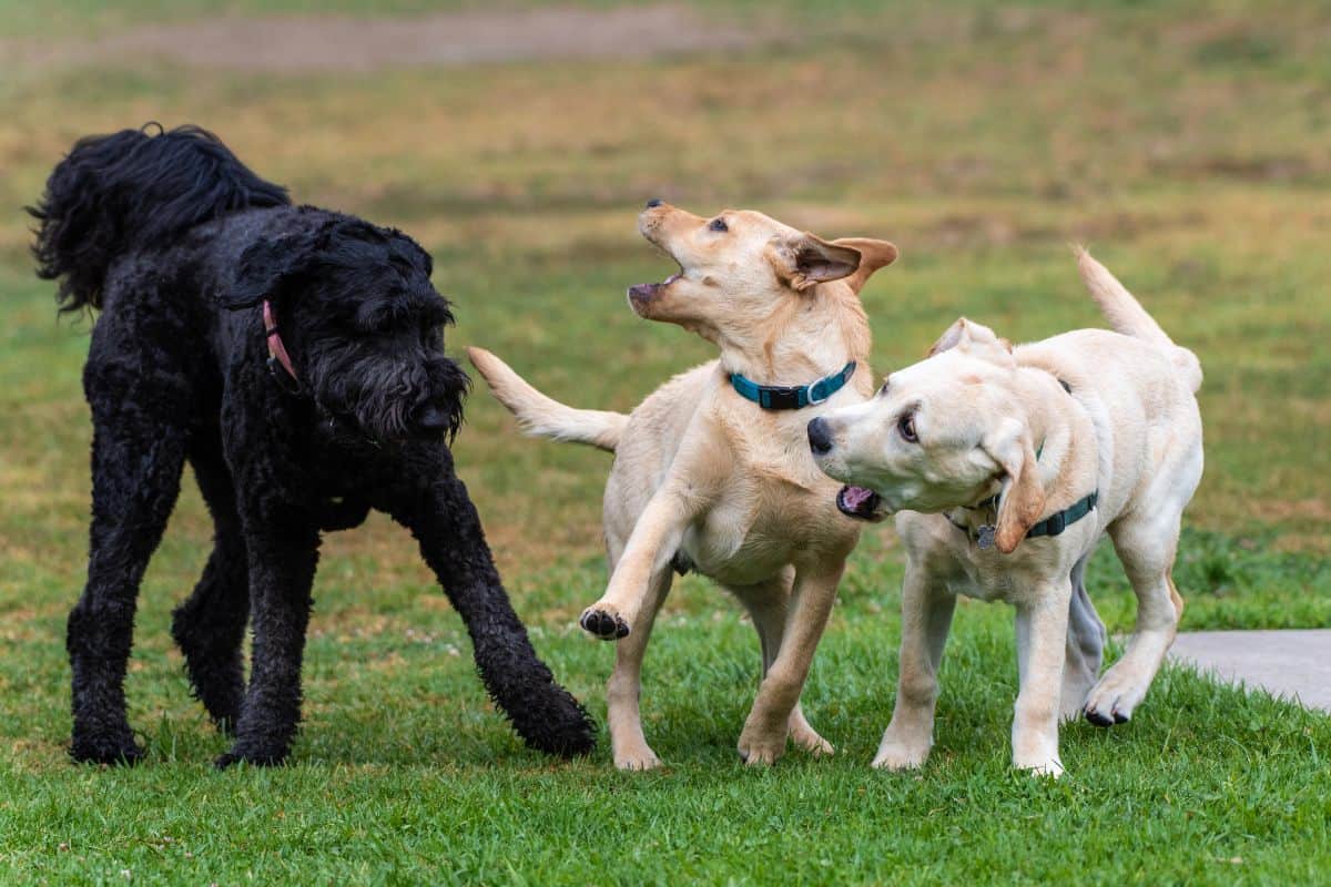 Three dogs interact during play in a grassy park, with one dog barking and the others responding playfully.
