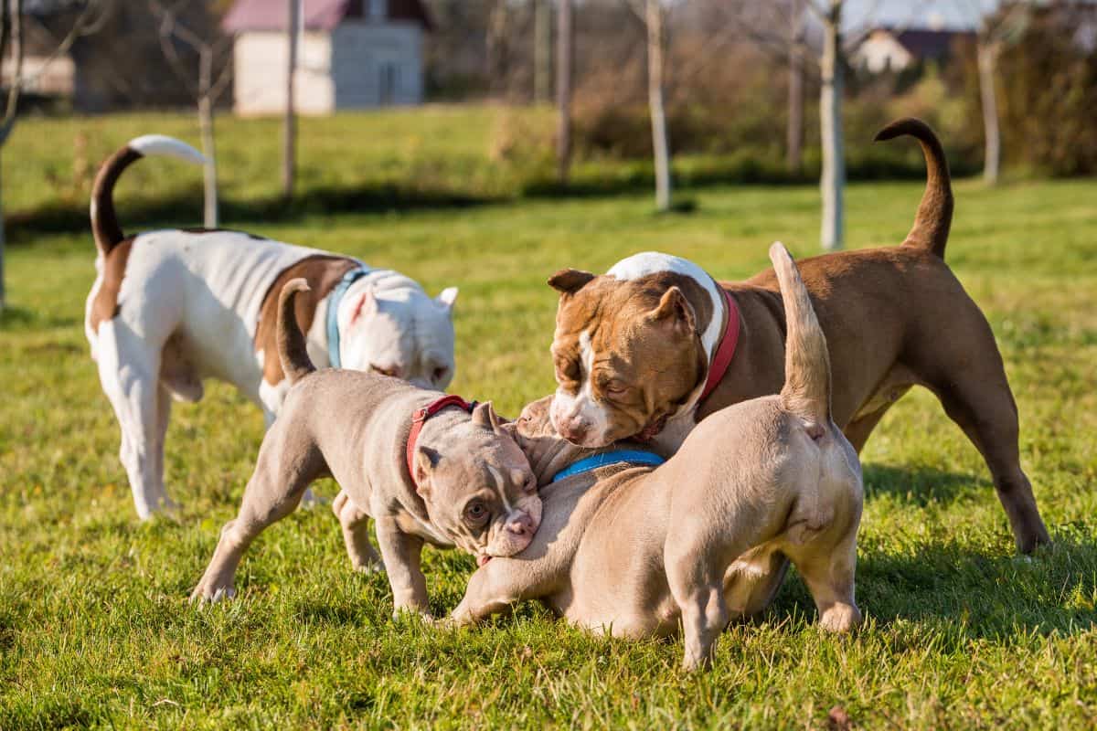 Several dogs interact and play together on grass in a sunny outdoor setting.