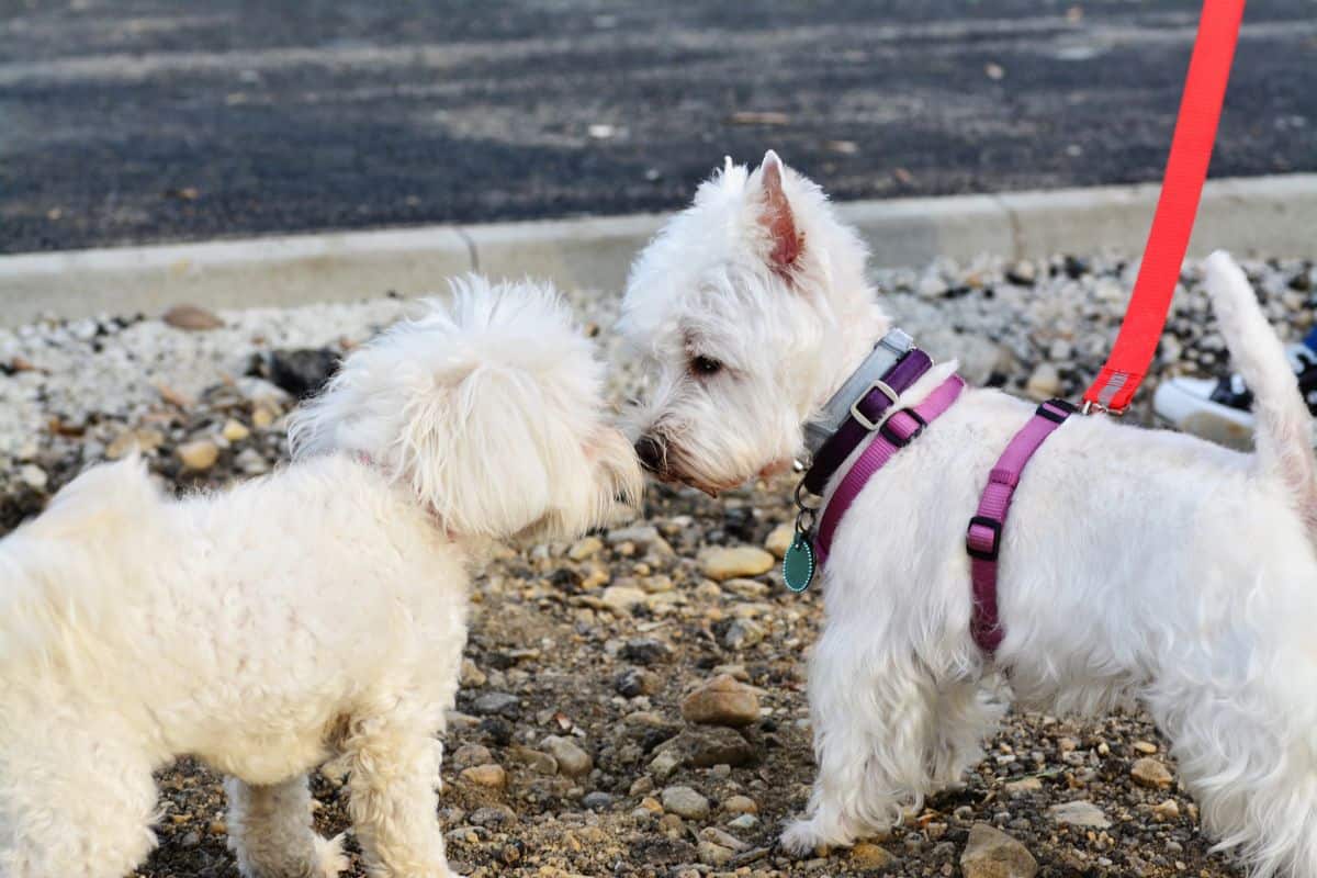 Two small white dogs on leashes gently sniff each other during an outdoor introduction near a curb.