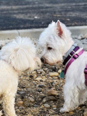 Two small white dogs on leashes cautiously greet each other by sniffing outdoors near a curb.
