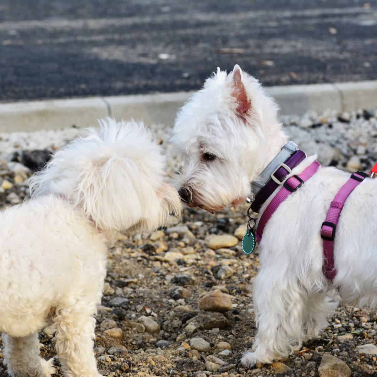 Two small white dogs on leashes cautiously greet each other by sniffing outdoors near a curb.