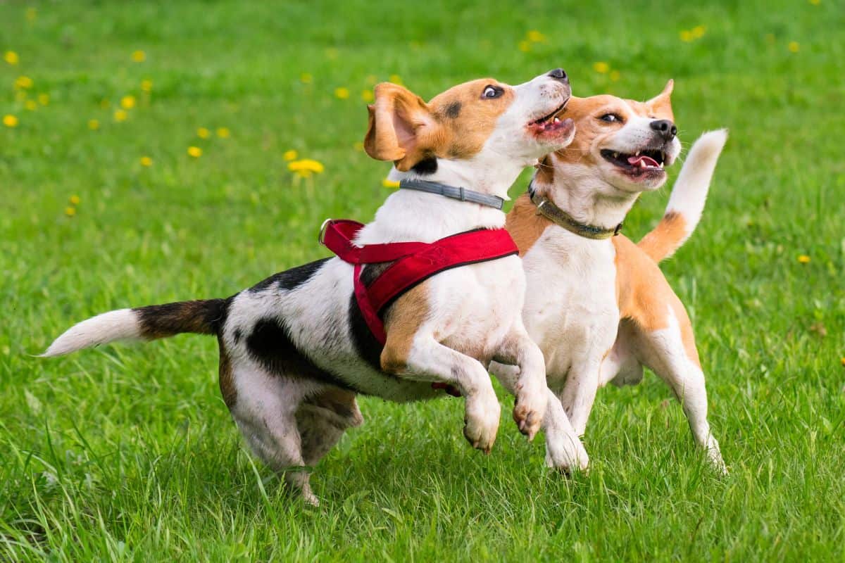 Two small dogs playfully wrestling and jumping together on a grassy field, showing energetic social play.