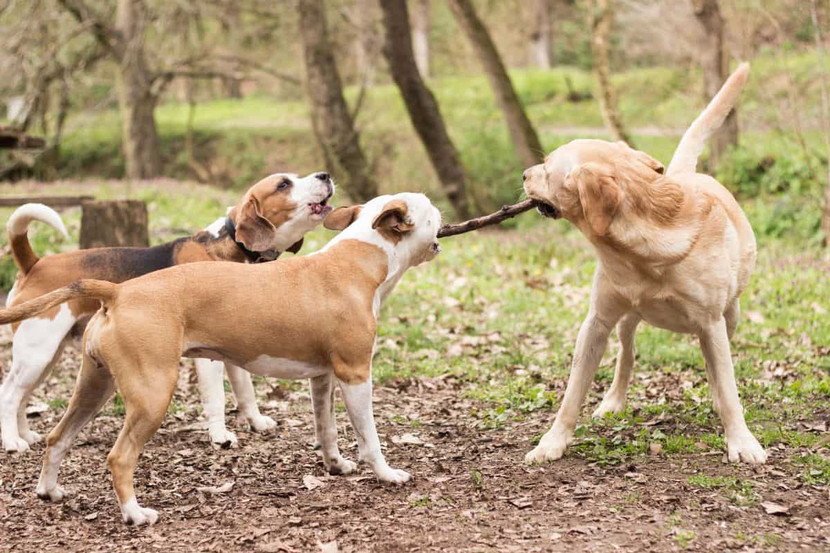 Three dogs play tug-of-war with a stick together outdoors in a wooded area.