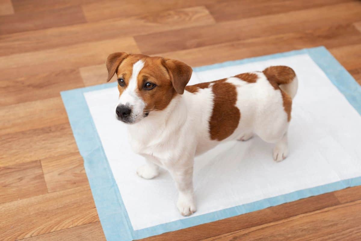 Brown-and-white puppy standing on a training pee pad indoors, looking up.