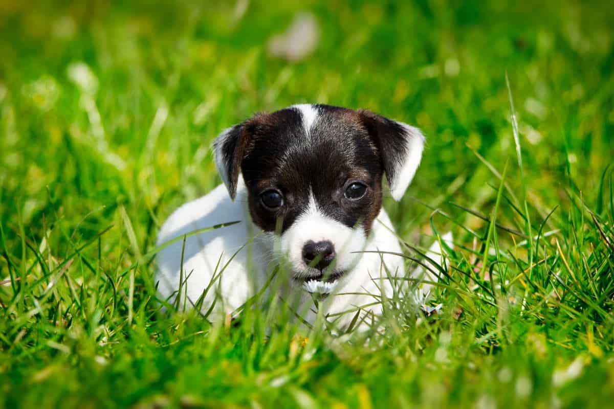 A small black-and-white puppy lies in green grass, looking straight ahead.
