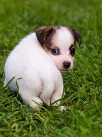 A tiny white-and-brown puppy sits calmly on lush green grass outdoors.