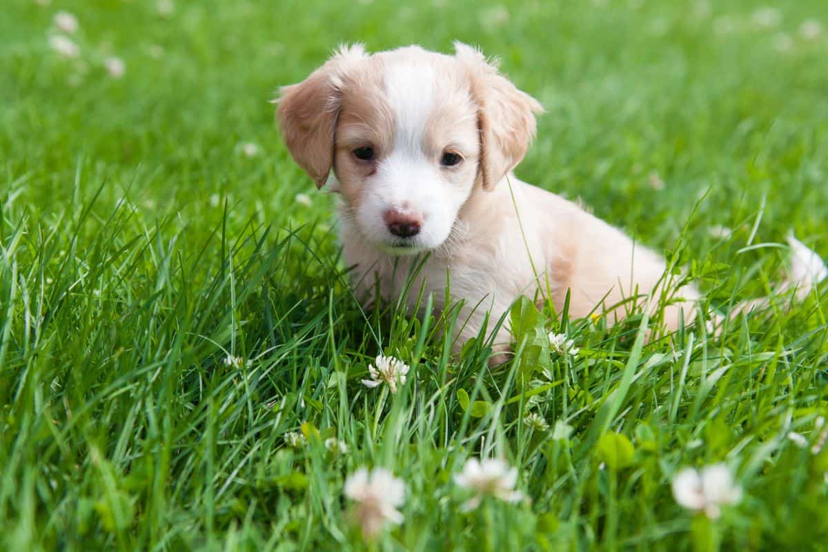 A small cream-and-white puppy sits in green grass looking down curiously.