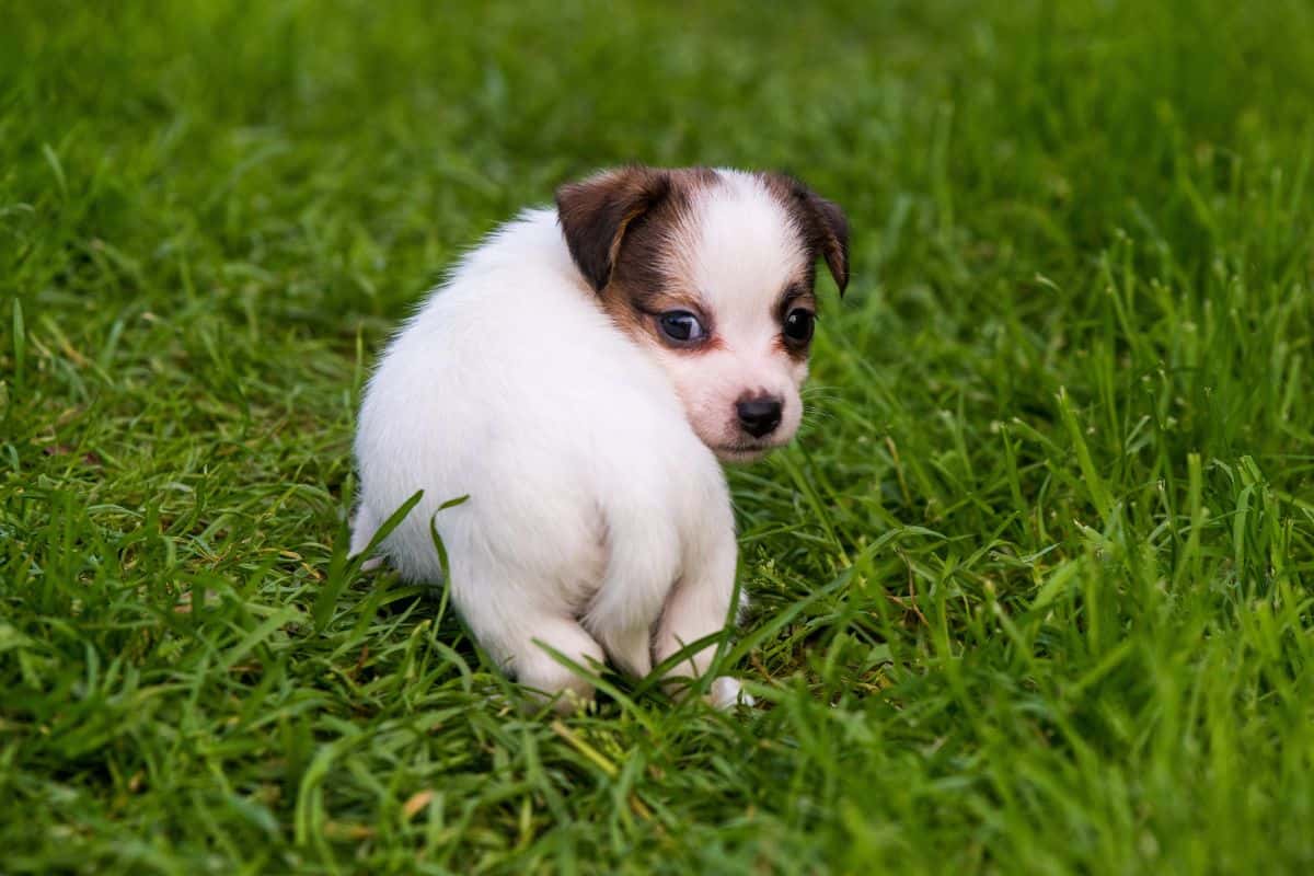 Small white-and-brown puppy sitting quietly on green grass outdoors.