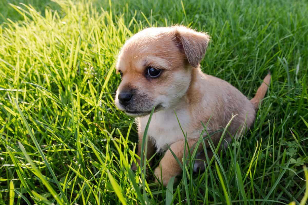 Small tan puppy sitting in tall green grass outdoors.