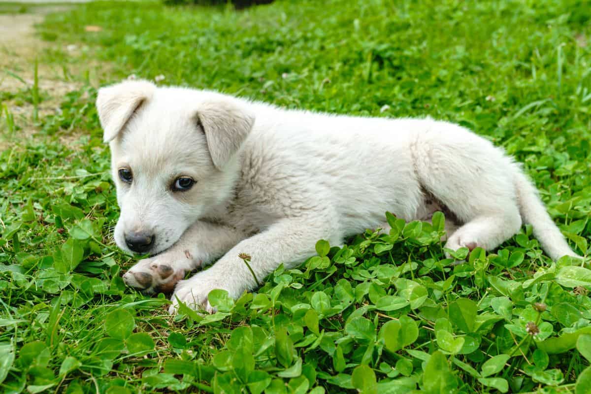 White puppy lying on green grass outdoors with a curious expression.
