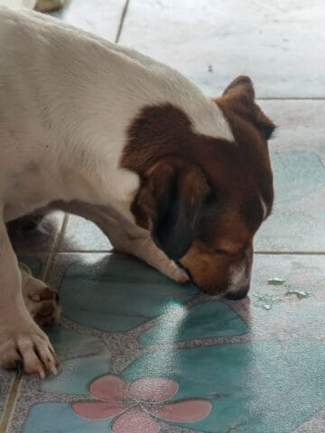 A small white-and-brown dog laps up liquid from a tiled indoor floor.
